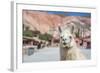 Llama in Purmamarca, Jujuy, Argentina.-Anibal Trejo-Framed Photographic Print