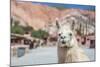 Llama in Purmamarca, Jujuy, Argentina.-Anibal Trejo-Mounted Photographic Print