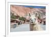 Llama in Purmamarca, Jujuy, Argentina.-Anibal Trejo-Framed Photographic Print