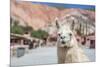 Llama in Purmamarca, Jujuy, Argentina.-Anibal Trejo-Mounted Photographic Print