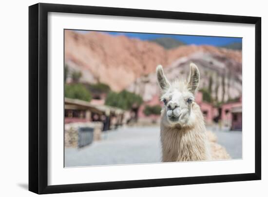 Llama in Purmamarca, Jujuy, Argentina.-Anibal Trejo-Framed Photographic Print