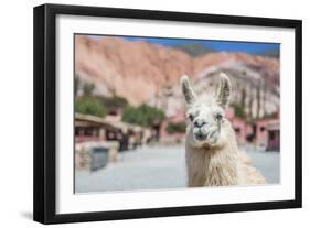 Llama in Purmamarca, Jujuy, Argentina.-Anibal Trejo-Framed Photographic Print