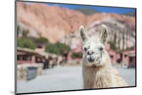 Llama in Purmamarca, Jujuy, Argentina.-Anibal Trejo-Mounted Photographic Print