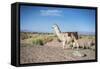 Llama in Salinas Grandes in Jujuy, Argentina.-Anibal Trejo-Framed Stretched Canvas