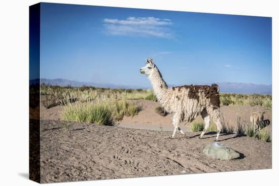 Llama in Salinas Grandes in Jujuy, Argentina.-Anibal Trejo-Stretched Canvas