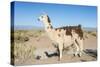 Llama in Salinas Grandes in Jujuy, Argentina.-Anibal Trejo-Stretched Canvas