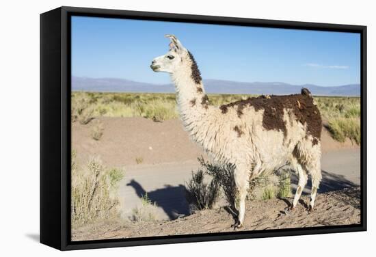 Llama in Salinas Grandes in Jujuy, Argentina.-Anibal Trejo-Framed Stretched Canvas