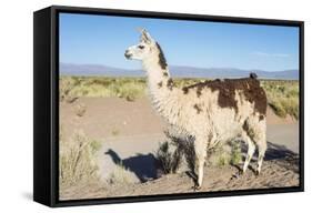 Llama in Salinas Grandes in Jujuy, Argentina.-Anibal Trejo-Framed Stretched Canvas