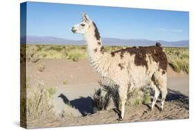 Llama in Salinas Grandes in Jujuy, Argentina.-Anibal Trejo-Stretched Canvas