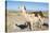 Llama in Salinas Grandes in Jujuy, Argentina.-Anibal Trejo-Stretched Canvas