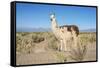 Llama in Salinas Grandes in Jujuy, Argentina.-Anibal Trejo-Framed Stretched Canvas