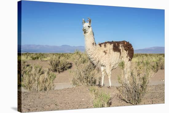 Llama in Salinas Grandes in Jujuy, Argentina.-Anibal Trejo-Stretched Canvas