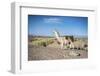 Llama in Salinas Grandes in Jujuy, Argentina.-Anibal Trejo-Framed Photographic Print