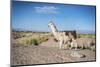 Llama in Salinas Grandes in Jujuy, Argentina.-Anibal Trejo-Mounted Photographic Print