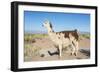 Llama in Salinas Grandes in Jujuy, Argentina.-Anibal Trejo-Framed Photographic Print