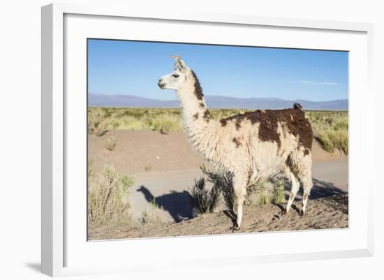 Llama in Salinas Grandes in Jujuy, Argentina.-Anibal Trejo-Framed Photographic Print