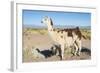 Llama in Salinas Grandes in Jujuy, Argentina.-Anibal Trejo-Framed Photographic Print