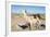 Llama in Salinas Grandes in Jujuy, Argentina.-Anibal Trejo-Framed Photographic Print