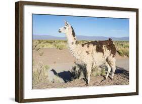 Llama in Salinas Grandes in Jujuy, Argentina.-Anibal Trejo-Framed Photographic Print