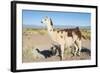 Llama in Salinas Grandes in Jujuy, Argentina.-Anibal Trejo-Framed Photographic Print