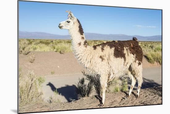 Llama in Salinas Grandes in Jujuy, Argentina.-Anibal Trejo-Mounted Photographic Print