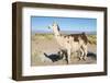 Llama in Salinas Grandes in Jujuy, Argentina.-Anibal Trejo-Framed Photographic Print