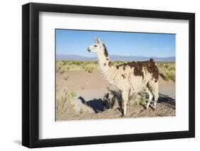 Llama in Salinas Grandes in Jujuy, Argentina.-Anibal Trejo-Framed Photographic Print