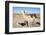 Llama in Salinas Grandes in Jujuy, Argentina.-Anibal Trejo-Framed Photographic Print