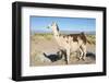 Llama in Salinas Grandes in Jujuy, Argentina.-Anibal Trejo-Framed Photographic Print