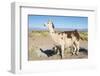 Llama in Salinas Grandes in Jujuy, Argentina.-Anibal Trejo-Framed Photographic Print