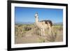 Llama in Salinas Grandes in Jujuy, Argentina.-Anibal Trejo-Framed Photographic Print