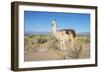 Llama in Salinas Grandes in Jujuy, Argentina.-Anibal Trejo-Framed Photographic Print