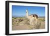 Llama in Salinas Grandes in Jujuy, Argentina.-Anibal Trejo-Framed Photographic Print