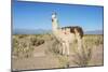 Llama in Salinas Grandes in Jujuy, Argentina.-Anibal Trejo-Mounted Photographic Print