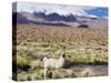 Llama in the Altiplano, Bolivia, South America-Christian Kober-Stretched Canvas