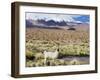 Llama in the Altiplano, Bolivia, South America-Christian Kober-Framed Photographic Print