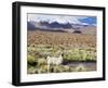 Llama in the Altiplano, Bolivia, South America-Christian Kober-Framed Photographic Print