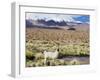 Llama in the Altiplano, Bolivia, South America-Christian Kober-Framed Photographic Print