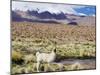 Llama in the Altiplano, Bolivia, South America-Christian Kober-Mounted Photographic Print