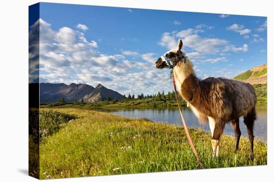 Llama in the Rocky Mountains-Patrick Poendl-Stretched Canvas