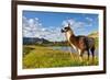 Llama in the Rocky Mountains-Patrick Poendl-Framed Photographic Print