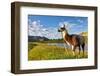 Llama in the Rocky Mountains-Patrick Poendl-Framed Photographic Print