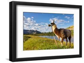 Llama in the Rocky Mountains-Patrick Poendl-Framed Photographic Print