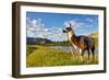 Llama in the Rocky Mountains-Patrick Poendl-Framed Photographic Print