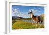 Llama in the Rocky Mountains-Patrick Poendl-Framed Photographic Print