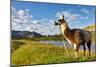 Llama in the Rocky Mountains-Patrick Poendl-Mounted Photographic Print