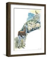 Llama Lama Glama Guarding Flock of Sheep-null-Framed Giclee Print
