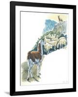 Llama Lama Glama Guarding Flock of Sheep-null-Framed Giclee Print