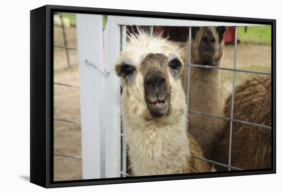 Llama (Lama Glama) Looking into Camera-Matt Freedman-Framed Stretched Canvas