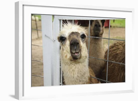 Llama (Lama Glama) Looking into Camera-Matt Freedman-Framed Photographic Print